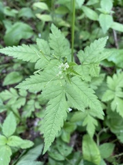 Osmorhiza depauperata
