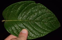 Heliotropium verdcourtii