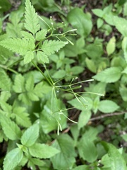 Osmorhiza depauperata