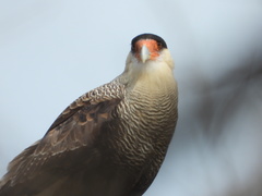 Caracara plancus