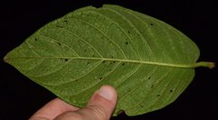 Heliotropium verdcourtii