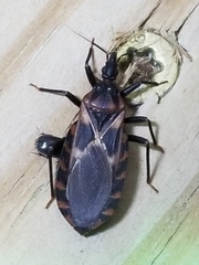 Triatoma lecticularia