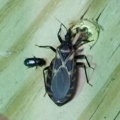 Triatoma lecticularia