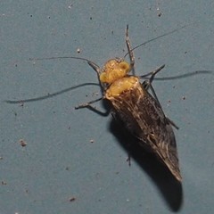 Trichadenotecnum alexanderae