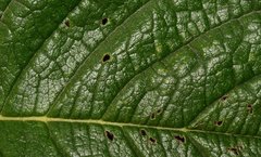 Heliotropium verdcourtii