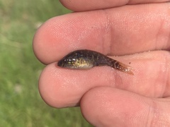 Dormitator maculatus