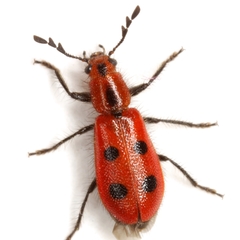 Pelonides quadrinotata