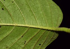 Heliotropium verdcourtii