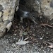 photo of California Ground Squirrel (Otospermophilus beecheyi)