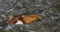 Clepsis persicana