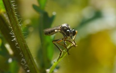 Dioctria hyalipennis