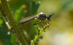 Dioctria hyalipennis