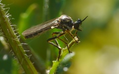 Dioctria hyalipennis