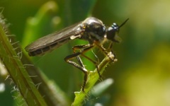 Dioctria hyalipennis