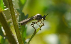 Dioctria hyalipennis
