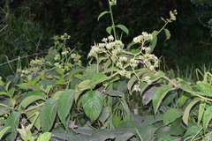 Heliotropium verdcourtii