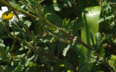 Dioctria hyalipennis