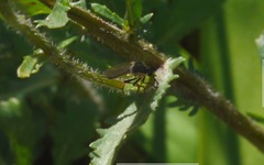 Dioctria hyalipennis