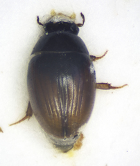 Cercyon terminatus