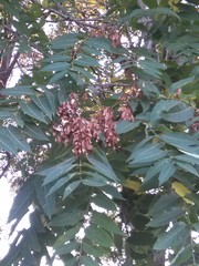 Ailanthus altissima