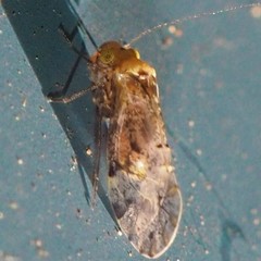 Trichadenotecnum alexanderae