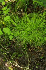 Carex trisperma