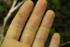 Carex trisperma