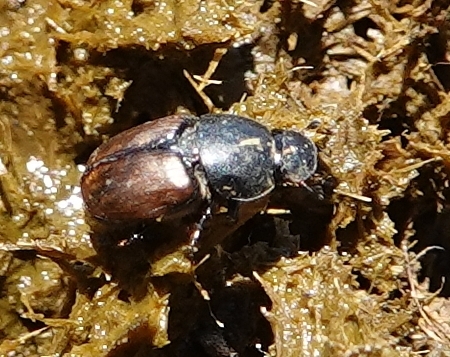 Erratic small dung beetle photo 3