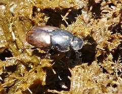 Colobopterus erraticus