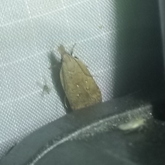 Dichomeris ventrellus