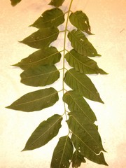 Ailanthus altissima