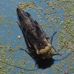 Trichadenotecnum alexanderae