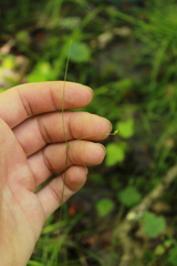 Carex trisperma