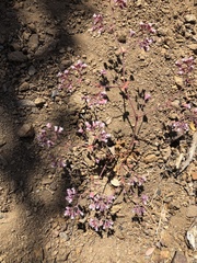 Sidotheca emarginata