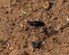 Cicindela obsoleta
