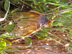 Heliconisa pagenstecheri