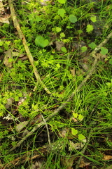 Carex trisperma