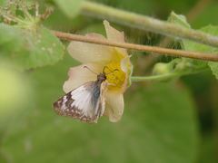 Abutilon hulseanum