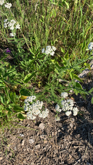 Achillea millefolium