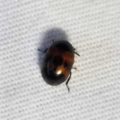 Diaperis nigronotata