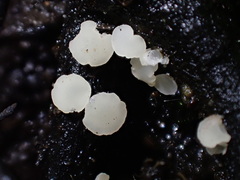 Hymenoscyphus imberbis