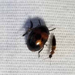 Diaperis nigronotata