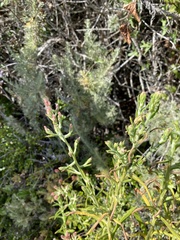 Pseudognaphalium ramosissimum