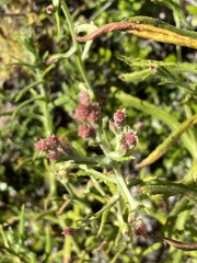 Pseudognaphalium ramosissimum