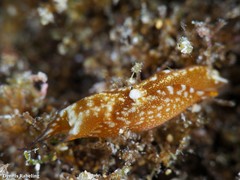 Biuve fulvipunctata
