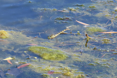 Arigomphus