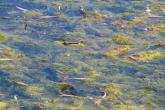 Arigomphus