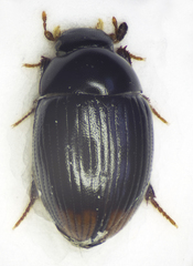 Cercyon ustulatus