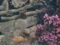 Koumansetta rainfordi