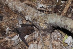 Nyctinomops laticaudatus